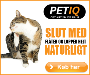 Ormekur til kat